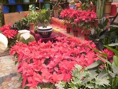 -秦美花卉(天朗·莱茵小城2期店)