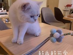 -猫腻·猫咖·撸猫馆(星光大道店)