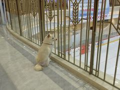 -柴犬小屋·柴餐厅·狗咖食堂(金鼎广场店)