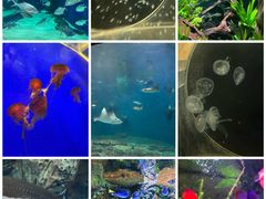 -上海海洋水族馆