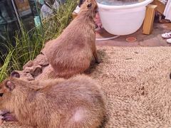 -正佳雨林生态植物园