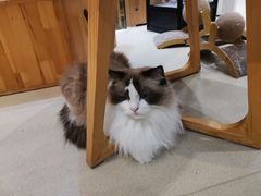 -藏猫猫咖啡主题馆(中央大道店)