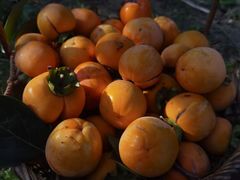 -Peet's Coffee皮爷咖啡(豫园店)