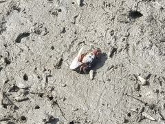 -北海金海湾红树林生态旅游区