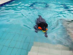 -趣玩宠物乐园寄养训犬训狗游泳池