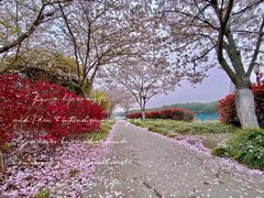 -高东镇樱花园