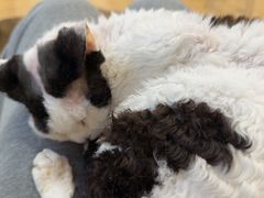 -有喵·猫咖·狗咖·30几只猫10只小狗(岗厦店)