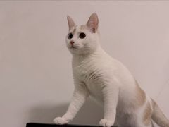 -瑞鹏宠物医院·骨科·猫科·内科(第一中心)