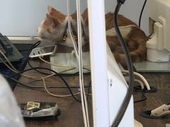-A猫a狗全科·犬猫异宠·芥西宠物医院(南开总院)