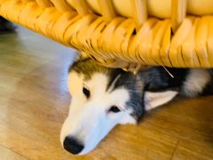 -Husky Go! 哈士奇体验馆·宠物咖啡厅狗咖