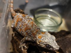 -酷以爬仙阁实体爬宠店·守宫·蜥蜴·专业繁育