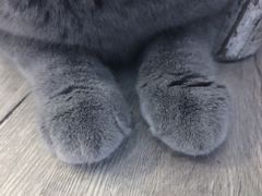 -海边的猫和咖啡馆