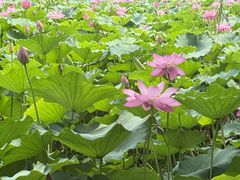 -莲池书院博物馆