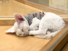 -帕帕拉兹宠物(亚洲旗舰店)