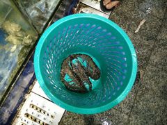 -范饭椰林川湘味海鲜·椰子鸡(三亚湾椰梦长廊店)