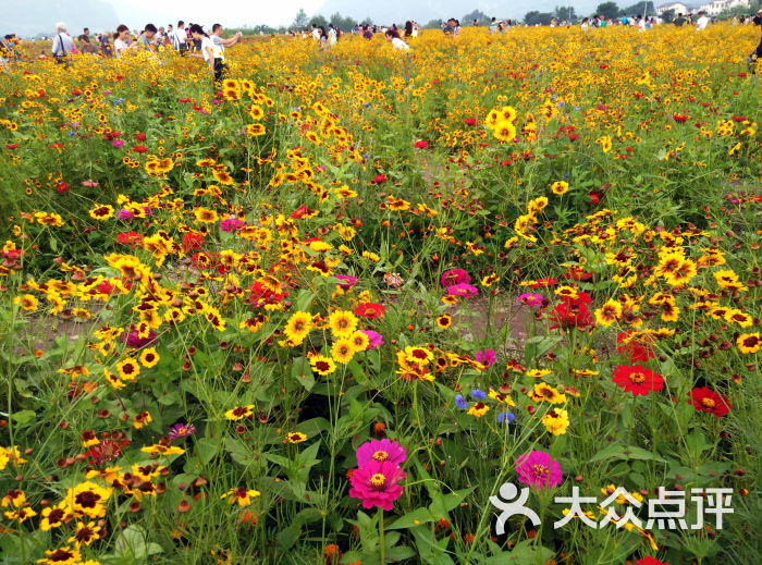 通濟花海15