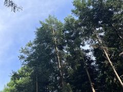 -重庆睡佛山森林公园