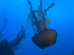 -太平洋海底世界