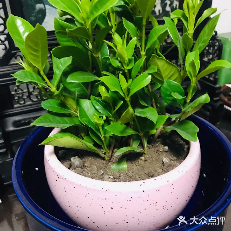              细雨沐春光    花事尽开张