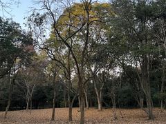 -杭州植物园
