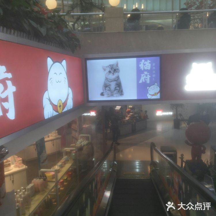 可爱的小猫咪🐱