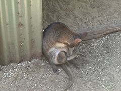 -费瑟代尔野生动物园