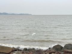 -野狸岛