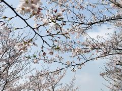 -花开海上生态园