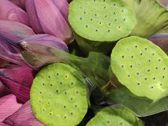 -循礼门鲜花花市(武汉循礼门店)