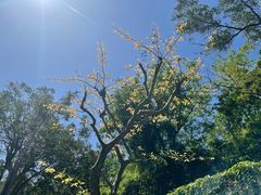 -梧桐山风景名胜区