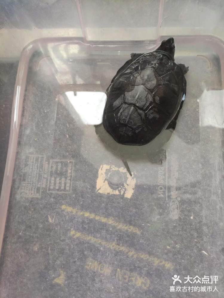 「芳村花鸟鱼虫新世界」黑颈龟,又叫广东草-大众点评