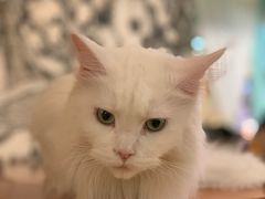 -猫小院猫主题餐厅(三里屯店)