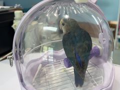 -瑞派·关忠动物医院·异宠专科·犬猫肿瘤·皮肤专科(望京店)