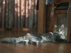 -十年猫舍·猫咪专门店(普陀店)