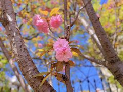 -高东镇樱花园