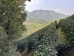 -午潮山国家森林公园