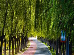 -大兴滨河森林公园