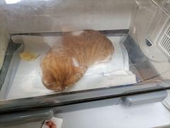 -宠福鑫动物医院·动物疾病诊疗中心(天通苑店)