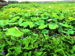 -荷塘月色湿地公园·向阳花洲