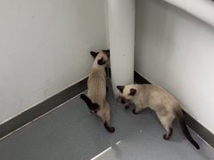 -心仪动物医院·牙专科·肿瘤·心脏科(西客站院)