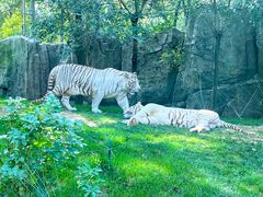 -北京野生动物园