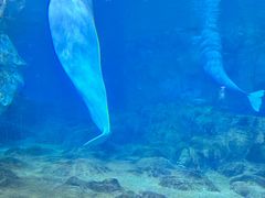 -珠海长隆海洋王国