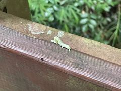 -野象谷景区