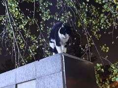 -同济大学(嘉定校区)