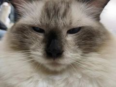-怪兽屋·羊驼·猫咖·狗咖(俊华广场店)