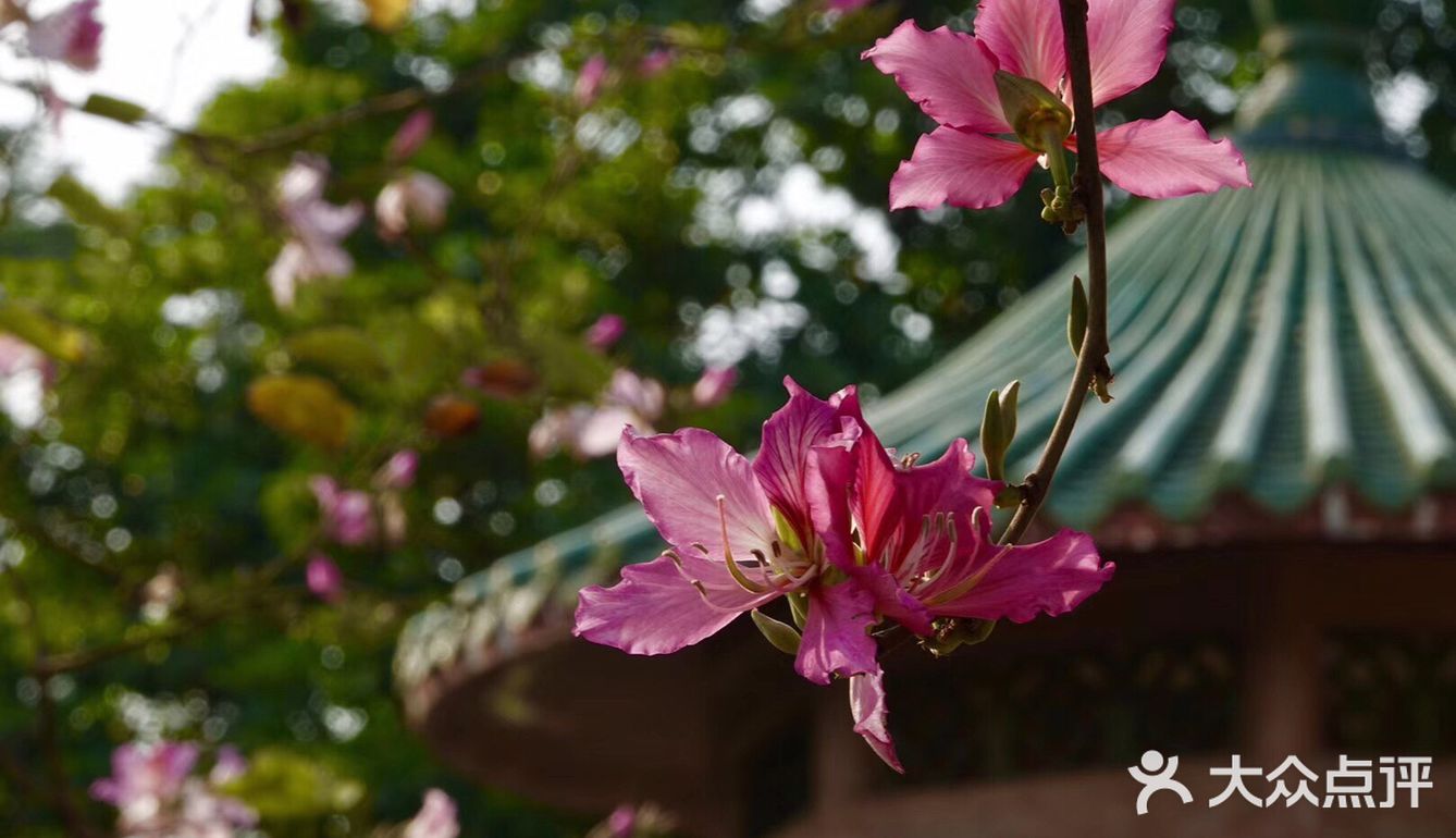 「sakura」 連新聞都介紹華農的櫻花正是時節