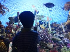 -暹罗海洋世界