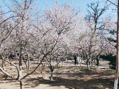 -桃花堤公园