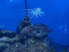 -石家庄海洋公园
