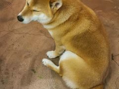 -啡语
